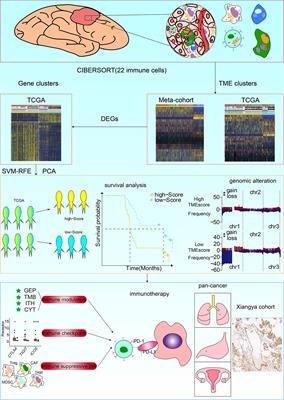 Immune Infiltrating Cells-Derived Risk Signature Based on Large-scale Analysis Defines Immune Landscape and Predicts Immunotherapy Responses in Glioma Tumor Microenvironment